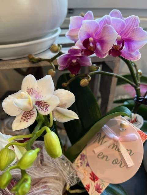 orchid fdm 1