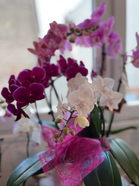 orchid fdm 3