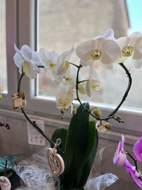 orchid fdm 5